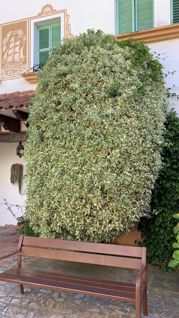 Ficus Benjamí